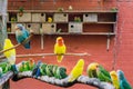 Aviculture, a aviary full of colorful parakeets, big family of birds together