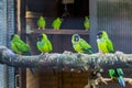 Aviculture, Aviary full with nanday parakeets, popular pets in aviculture, Tropical and colorful birds from America