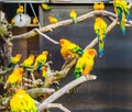 Aviculture, Colorful sun parakeets sitting on branches in the aviary, popular pets from America, Endangered bird specie Royalty Free Stock Photo