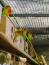 Aviculture, a group of lovebirds together in the aviary, small tropical parrots from africa