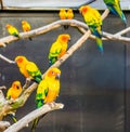 Aviculture, Sun parakeets sitting on branches in the aviary, colorful tropical little parrots, Endangered birds from America Royalty Free Stock Photo
