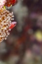 Avidor's Pygmygoby on Vibrant Coral with Defocused Copyspace