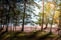 Aviemore forest on a beautiful late summers day with loch Morlich in the background