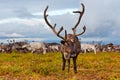 Reindeer grazes in the polar tundra. Royalty Free Stock Photo