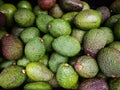 Avocado also refers to the Avocado tree`s fruit, which is botanically a large berry containing a single seed.