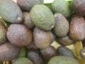 Avocado also refers to the Avocado tree`s fruit, which is botanically a large berry containing a single seed. Avocados are very Royalty Free Stock Photo