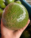 Avocado, avocado tree, fruit, weight loss, bland Royalty Free Stock Photo