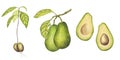 Avocado banner set sprout, whole fruits on a branch, cut halves. Green leaves. Vegetable painting. Vegan food menu