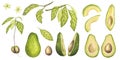 Avocado banner set whole, cut halves, pieces, slices. Green leaves flower. Fruit vegetable painting. Vegan food menu Royalty Free Stock Photo