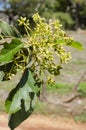 Avocado Blossom