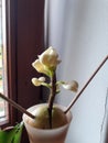 Avocado plant from seed like blossom