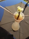 Avocado plant from seed like blossom