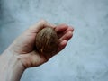 Avocado bone in hand on a light background