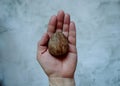 Avocado bone in hand on a light background