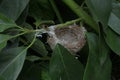 An Avocado branch with an empty small bird nest Royalty Free Stock Photo