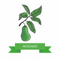 Avocado branch with fruits. Vector illustration