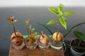 Avocado breeds from seeds, Avocado Seeds