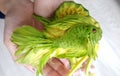 Avocado carving - Magic green fish cut out of avocado in the hands of the cook