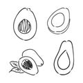 Avocado. Contour illustration. Exotic fruit in woodcut style. Isolated vector on white background.