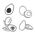 Avocado. Contour illustration. Exotic fruit in woodcut style. Isolated vector on white background.