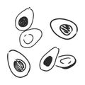 Avocado. Contour illustration. Exotic fruit in woodcut style. Isolated vector on white background.