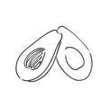 Avocado. Contour illustration. Exotic fruit in woodcut style. Isolated vector on white background.