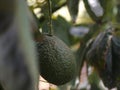 Avocado crop ready for harvest and export Royalty Free Stock Photo