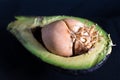 Avocado cut in half with sprouting seed inside