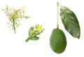 Avocado development stages Royalty Free Stock Photo