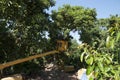 Avocado Etinger in picking season