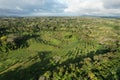 Avocado farm plantation