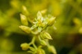 Avocado flower, persea americana