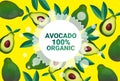 Avocado fruit colorful circle copy space organic over fresh fruits pattern background healthy lifestyle or diet concept Royalty Free Stock Photo