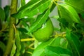 Avocado fruit growing on a tree Royalty Free Stock Photo