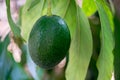 Avocado fruit growing on avocado tree Royalty Free Stock Photo