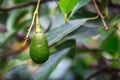 Avocado fruit growing on a tree on Oahu island Royalty Free Stock Photo