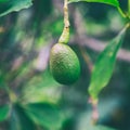 Avocado fruit growing on a tree on Oahu island Royalty Free Stock Photo