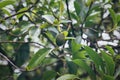 Avocado fruit growing on a tree on Oahu island Royalty Free Stock Photo