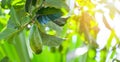 Avocado fruit hang on the avocado tree in the summer, fresh green avocado Royalty Free Stock Photo