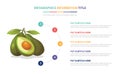 Avocado fruit infographic style template with 5 colorfull bullet number description