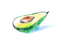 Avocado fruit sketch . Watercolor hand drawn illustration.