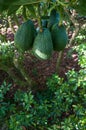 Avocado fruit on the tree Royalty Free Stock Photo