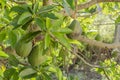 Avocado Fruit On Tree Royalty Free Stock Photo