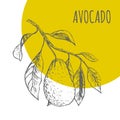 Avocado fruit vector botanical illustration sketch plant