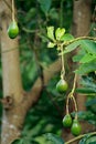 Avocado fruits