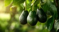 Avocado fruits between green leaves on the avocado tree close up. Royalty Free Stock Photo