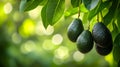 Avocado fruits between green leaves on the avocado tree close up. Royalty Free Stock Photo