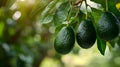 Avocado fruits between green leaves on the avocado tree close up. Royalty Free Stock Photo