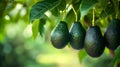 Avocado fruits between green leaves on the avocado tree close up. Royalty Free Stock Photo