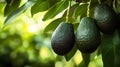 Avocado fruits between green leaves on the avocado tree close up. Royalty Free Stock Photo